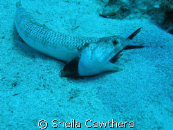 This fish had bitten off more than he could chew! Fortuna... by Sheila Cawthera 